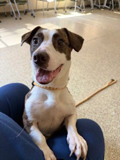FIJI - Basset Hound available for adoption