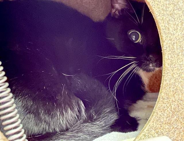 MARRIMO - Domestic Short Hair available for adoption