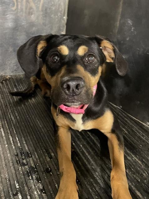 ROSETTA - Black and Tan Coonhound available for adoption