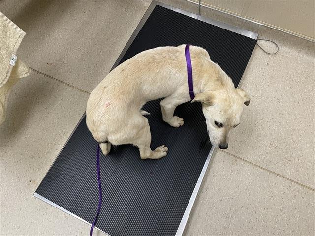 COTTON - Australian Cattle Dog/Blue Heeler / Beagle available for adoption