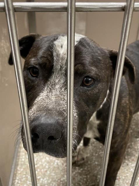 BARNEY - Australian Cattle Dog/Blue Heeler available for adoption