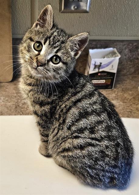 LAVENDER - Domestic Short Hair available for adoption