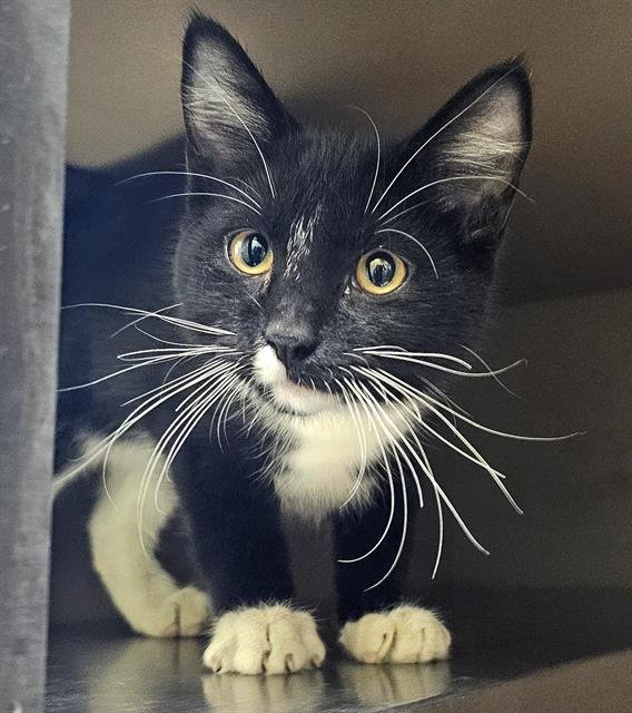 CUPID - Domestic Short Hair available for adoption