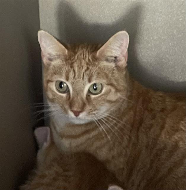 GERTIE - Domestic Short Hair available for adoption