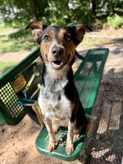 DOLLIP - Australian Cattle Dog/Blue Heeler available for adoption