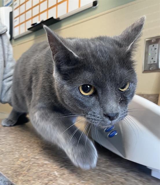 MILLY - Domestic Short Hair available for adoption