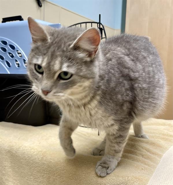 CLAWDIA - Domestic Short Hair available for adoption