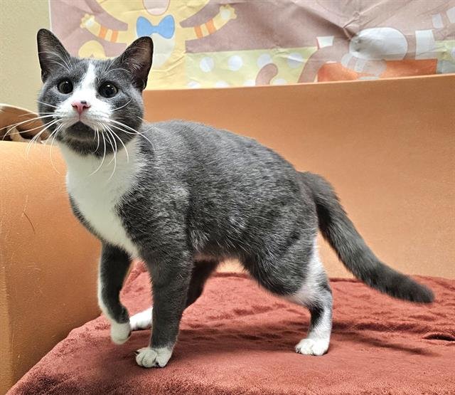 FRANKIE - Domestic Short Hair available for adoption