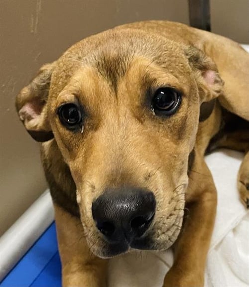 RJ - Black Mouth Cur available for adoption