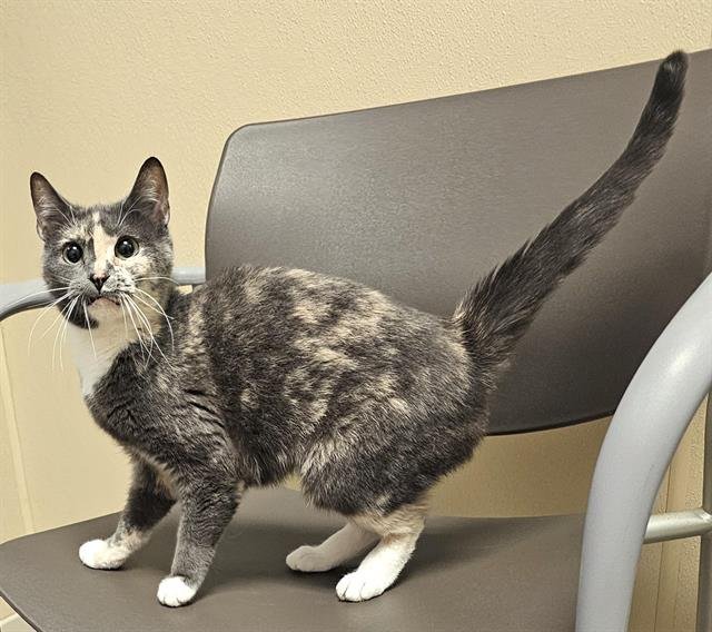 BOBBIE JO - Domestic Short Hair available for adoption