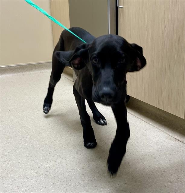 WENDY - Plott Hound available for adoption