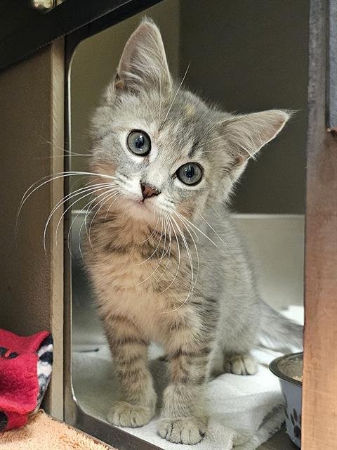 DIOR - Domestic Medium Hair available for adoption