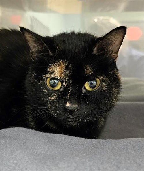 POPPY SAGE - Domestic Short Hair available for adoption