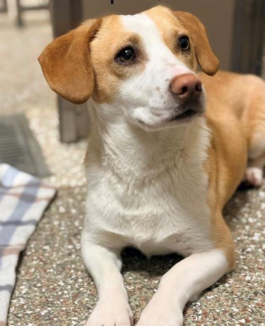 SPONGE BOB - Dachshund / Beagle available for adoption