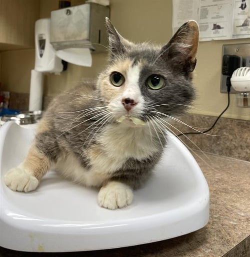 MINNIE - Domestic Short Hair available for adoption