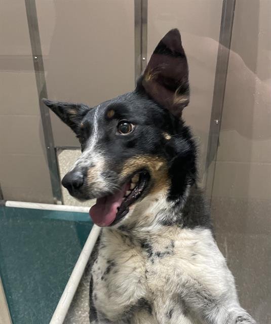 SASHA - Australian Cattle Dog/Blue Heeler available for adoption