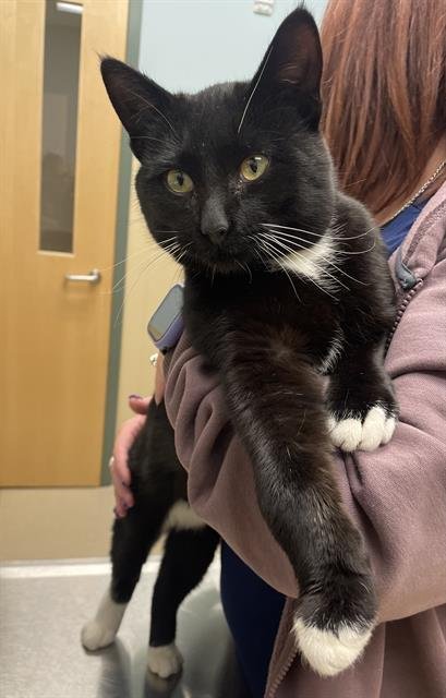 BRUNO STAR - Domestic Short Hair available for adoption