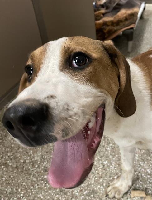 TUCKER - Treeing Walker Coonhound available for adoption
