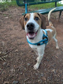 TUCKER - Treeing Walker Coonhound available for adoption