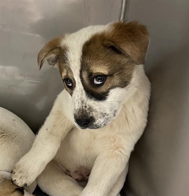 RACCOON - American Bulldog / Great Pyrenees available for adoption