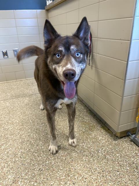 LUDO - Siberian Husky available for adoption