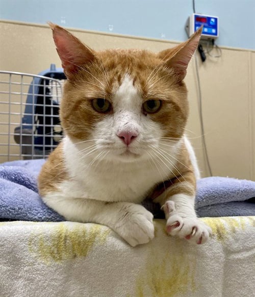 DUDLEY - Domestic Short Hair available for adoption