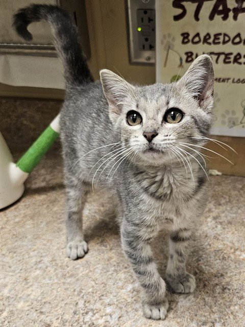BARNSLEY - Domestic Short Hair available for adoption