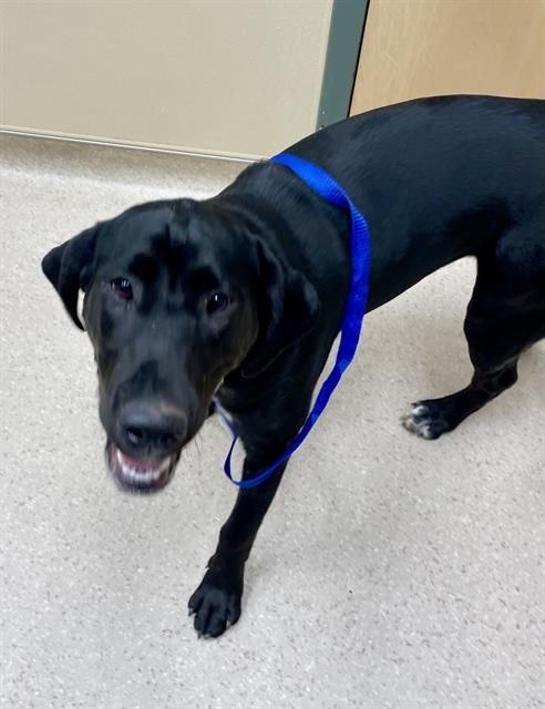 BONNIE - Plott Hound / Labrador Retriever available for adoption