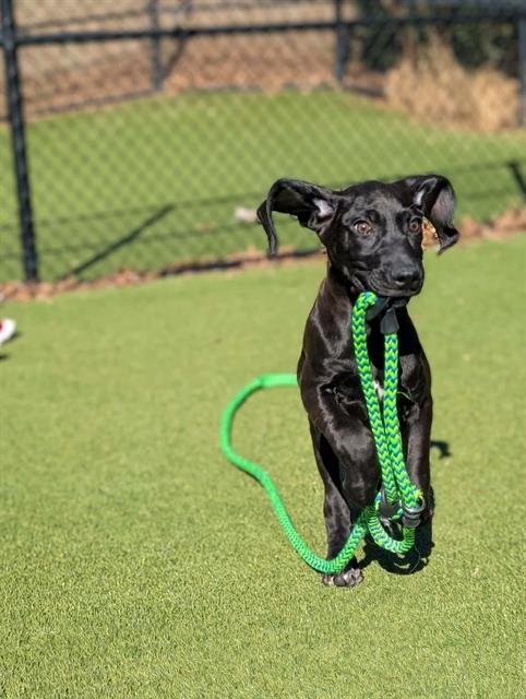 WENDY - Plott Hound available for adoption
