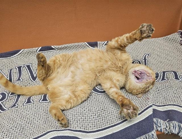 TEDDY - Domestic Short Hair available for adoption