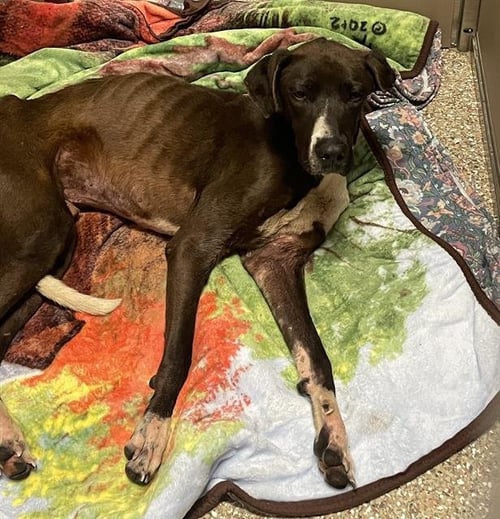 DIX - Plott Hound / Great Dane available for adoption