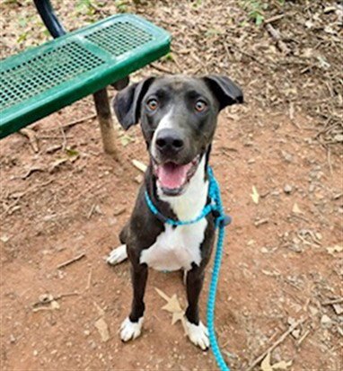 DIX - Plott Hound / Great Dane available for adoption