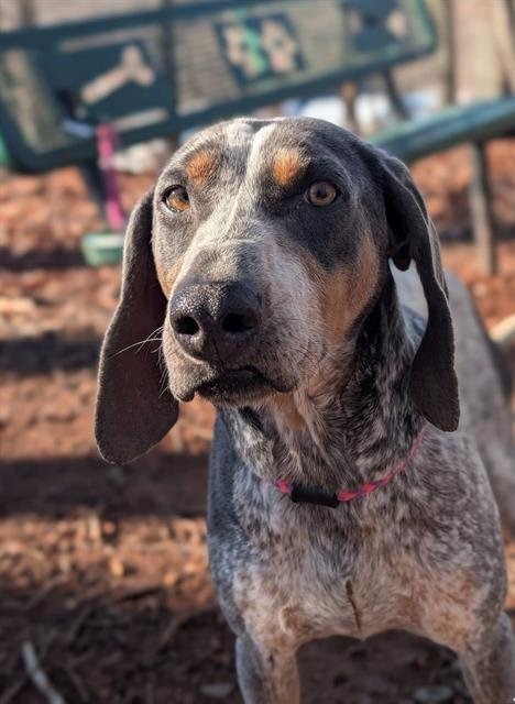 PEARL - English Coonhound available for adoption