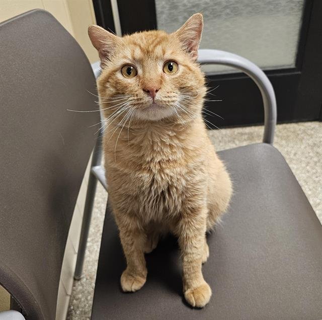 TEDDY - Domestic Short Hair available for adoption