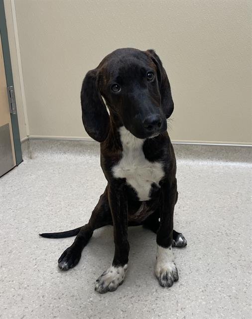 PURTY - Plott Hound available for adoption