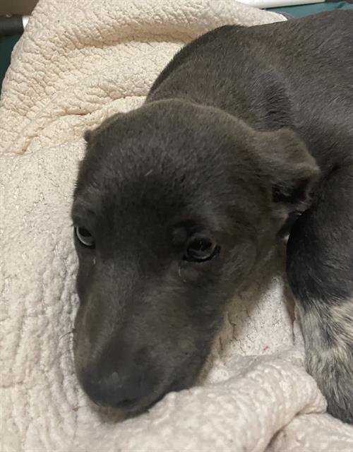 VICKIE - American Pit Bull Terrier available for adoption