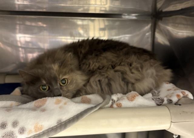 MUNCHIE - Domestic Long Hair available for adoption