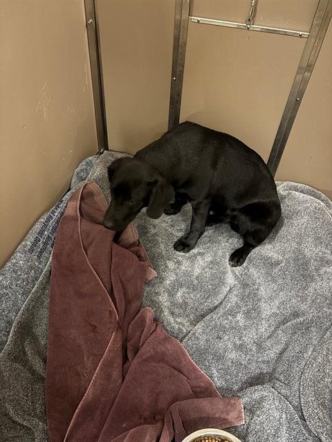 RIGS - Labrador Retriever available for adoption