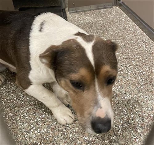 PIERRE - Basset Hound available for adoption