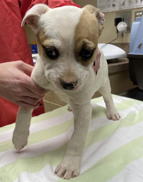 PIGEON - American Bulldog / Great Pyrenees available for adoption