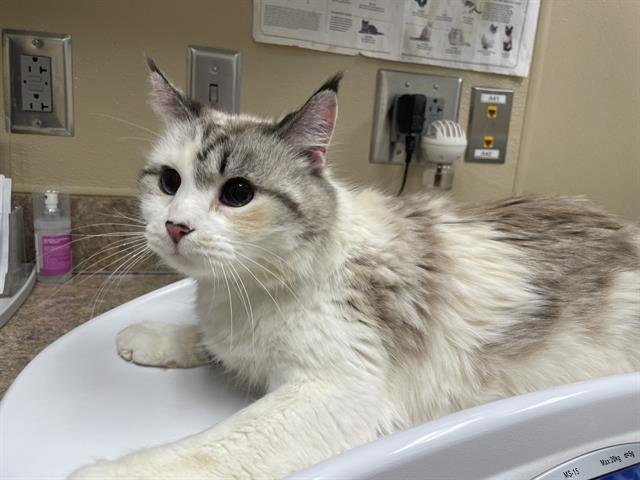 SKITTLES - Domestic Medium Hair available for adoption