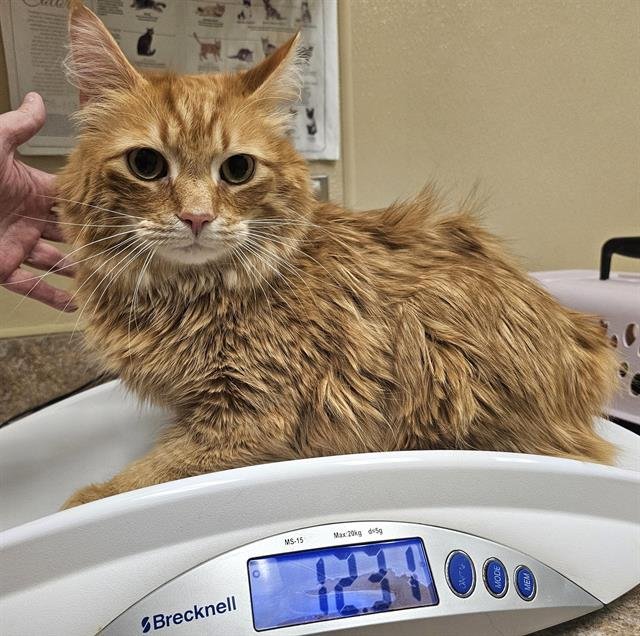 LITTLE BITTY - Domestic Long Hair available for adoption