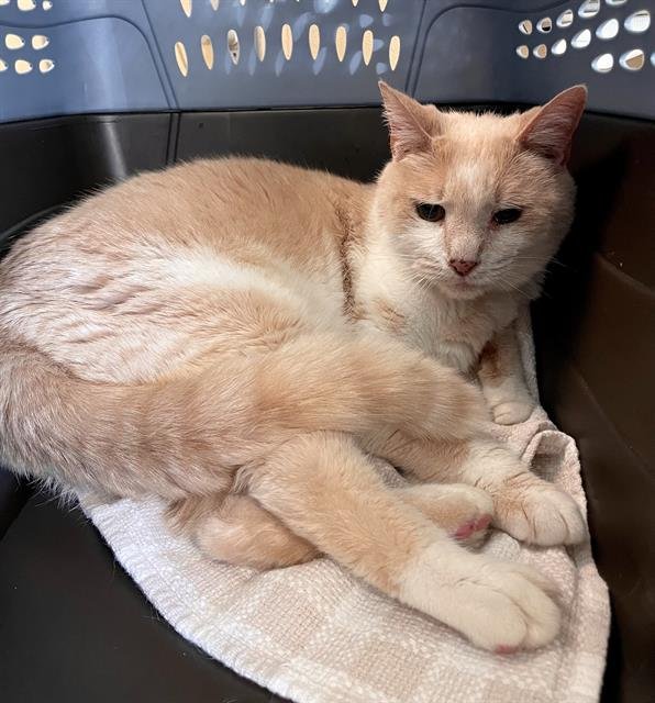 WAFFLES - Domestic Short Hair available for adoption