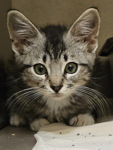 SIMON - Domestic Short Hair available for adoption