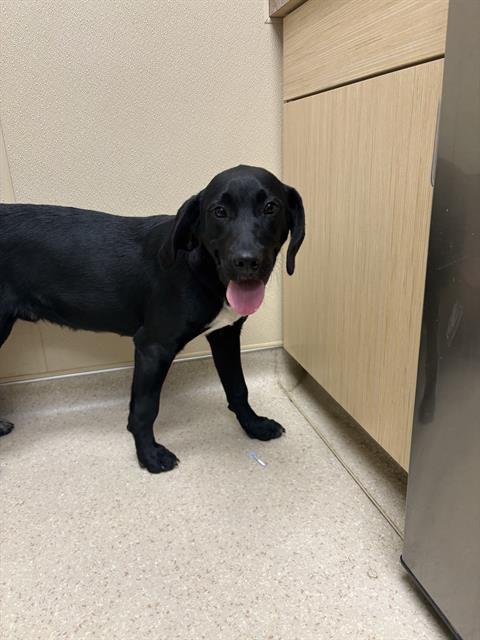 FLAP JACK - Labrador Retriever available for adoption