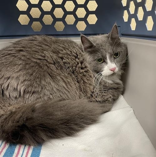 ALLOY - Domestic Long Hair available for adoption