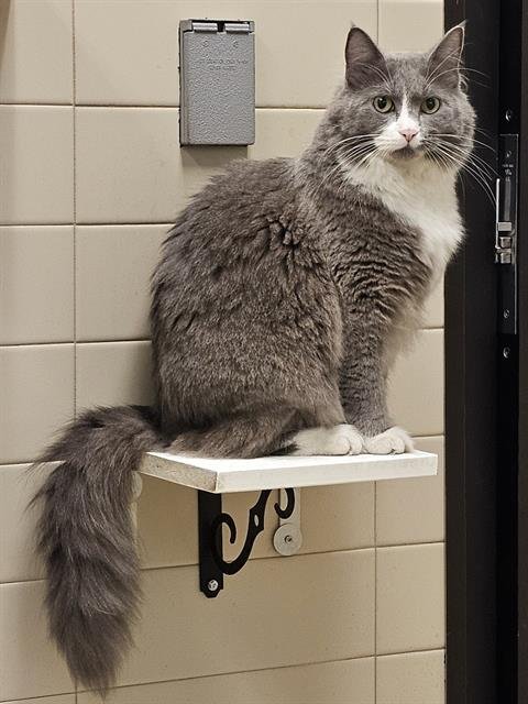ALLOY - Domestic Long Hair available for adoption