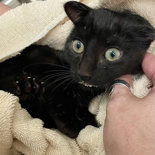 FETA - Domestic Short Hair available for adoption