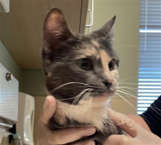 BOBBIE JO - Domestic Short Hair available for adoption