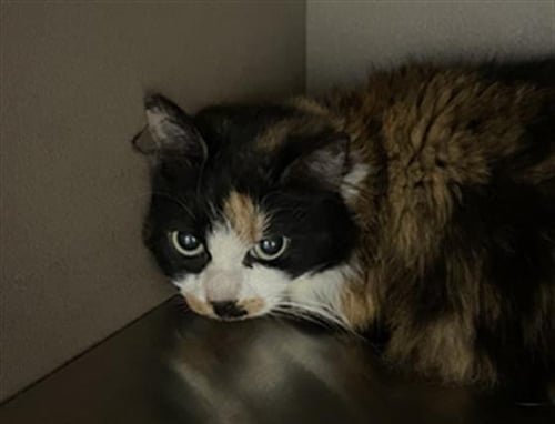 WREN - Domestic Medium Hair available for adoption